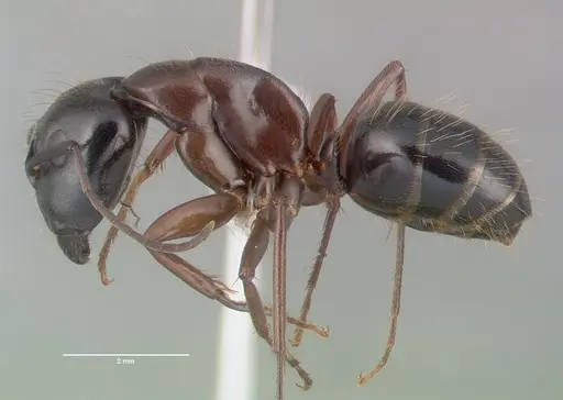 Camponotus maritimus - CASENT0010700