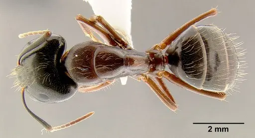Camponotus maritimus - CASENT0106083