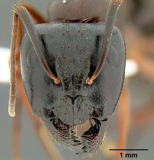 Camponotus maritimus - CASENT0106083