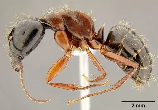 Camponotus maritimus - CASENT0106083