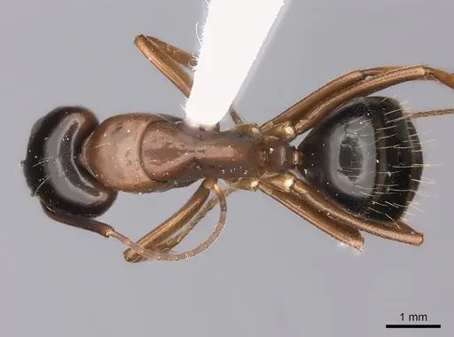 Camponotus maritimus - CASENT0217716