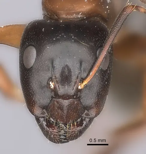 Camponotus maritimus - CASENT0217716