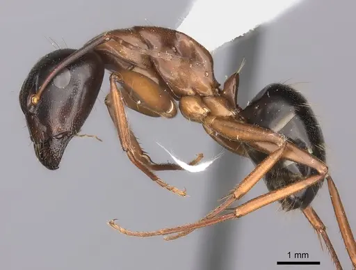 Camponotus maritimus - CASENT0217716