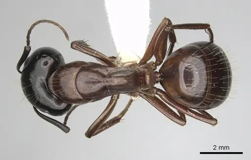 Camponotus maritimus - CASENT0280045