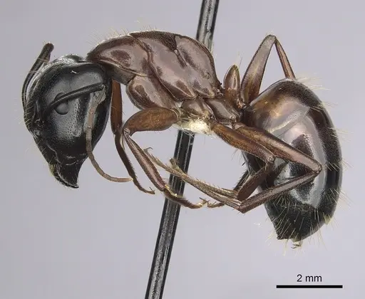 Camponotus maritimus - CASENT0280045