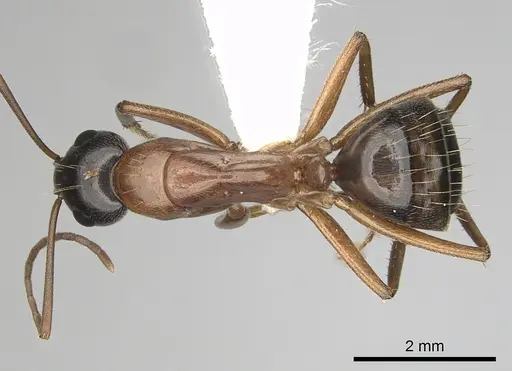 Camponotus maritimus - CASENT0280046
