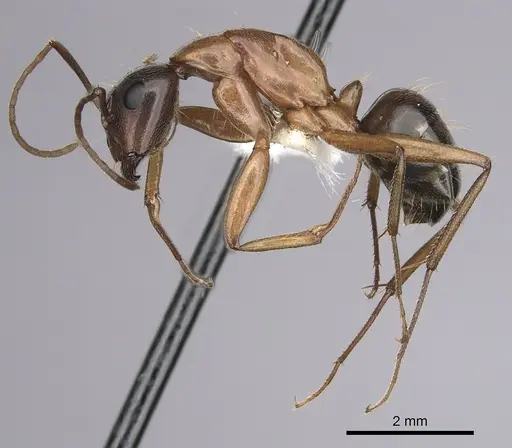 Camponotus maritimus - CASENT0280046