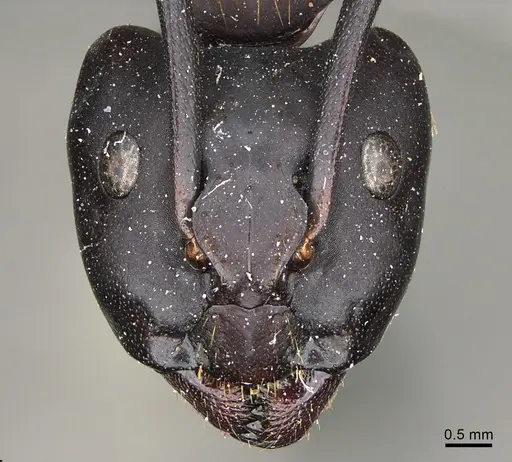 Camponotus maritimus - CASENT0840922