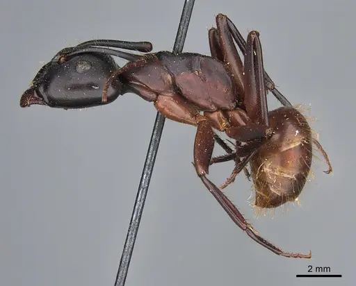 Camponotus maritimus - CASENT0840922