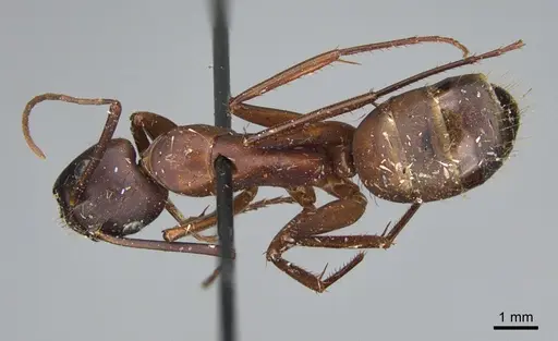 Camponotus maritimus - CASENT0840928