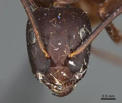 Camponotus maritimus - CASENT0840928
