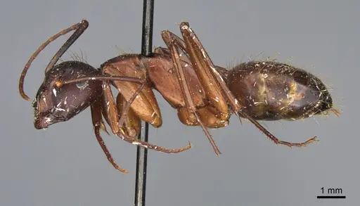 Camponotus maritimus - CASENT0840928