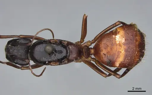 Camponotus maritimus - CASENT0840933