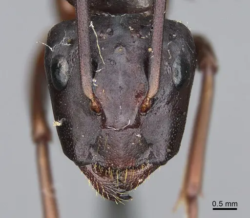 Camponotus maritimus - CASENT0840933