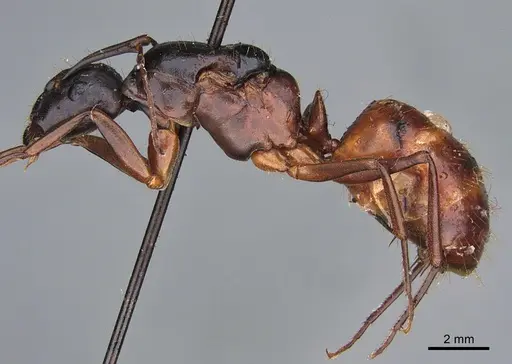 Camponotus maritimus - CASENT0840933