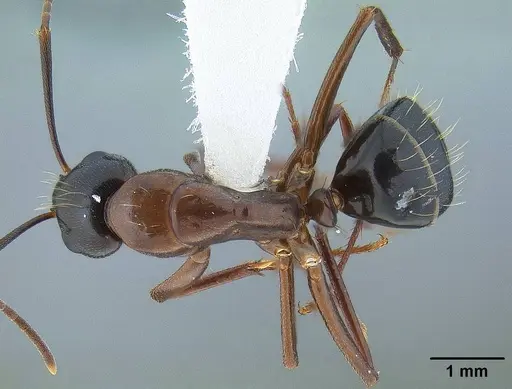 Camponotus maritimus - CASENT0844079