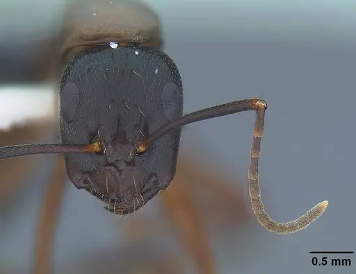 Camponotus maritimus - CASENT0844079
