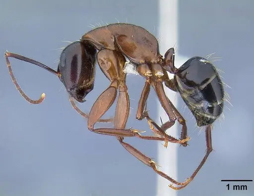 Camponotus maritimus - CASENT0844079