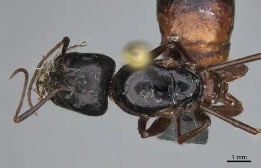 Camponotus maritimus - CASENT0876857