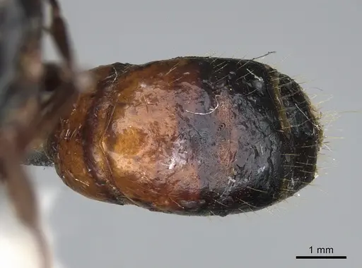 Camponotus maritimus - CASENT0876857