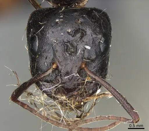 Camponotus maritimus - CASENT0876857