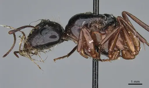 Camponotus maritimus - CASENT0876857