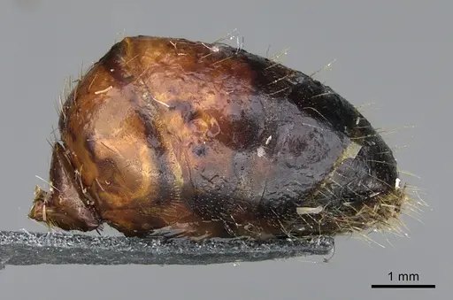 Camponotus maritimus - CASENT0876857