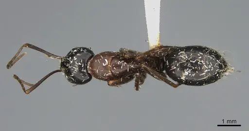 Camponotus maritimus - CASENT0876858