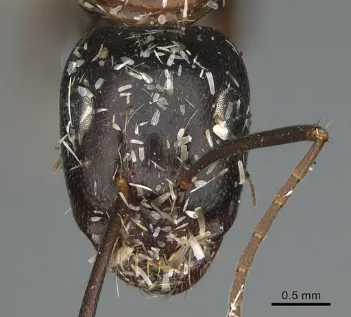 Camponotus maritimus - CASENT0876858