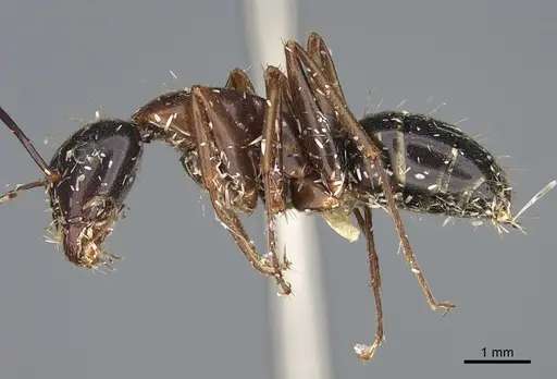 Camponotus maritimus - CASENT0876858