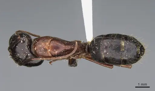 Camponotus maritimus - CASENT0876859