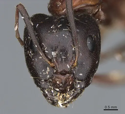 Camponotus maritimus - CASENT0876859