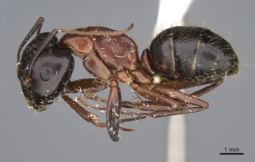 Camponotus maritimus - CASENT0876859