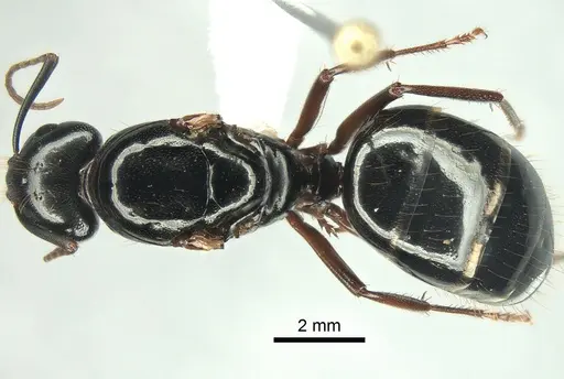 Camponotus maritimus - CASENT0882267