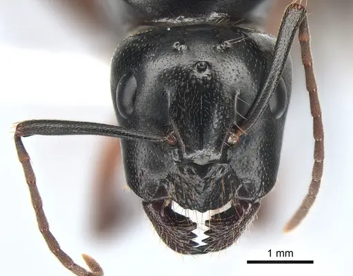 Camponotus maritimus - CASENT0882267