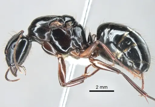 Camponotus maritimus - CASENT0882267