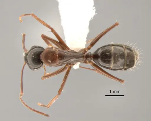 Camponotus maritimus - CASENT0882280