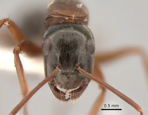 Camponotus maritimus - CASENT0882280