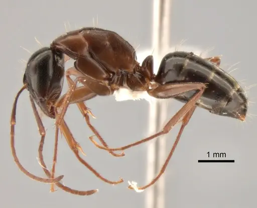 Camponotus maritimus - CASENT0882280