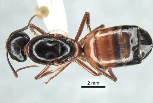 Camponotus maritimus - CASENT0882296