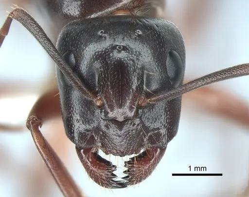 Camponotus maritimus - CASENT0882296
