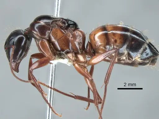 Camponotus maritimus - CASENT0882296