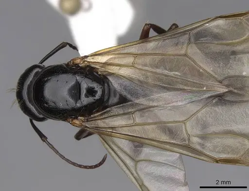 Camponotus maritimus - CASENT0923093