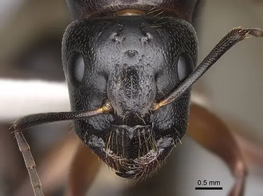 Camponotus maritimus - CASENT0923093