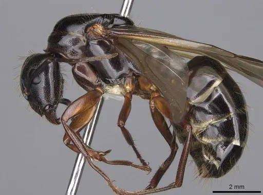 Camponotus maritimus - CASENT0923093