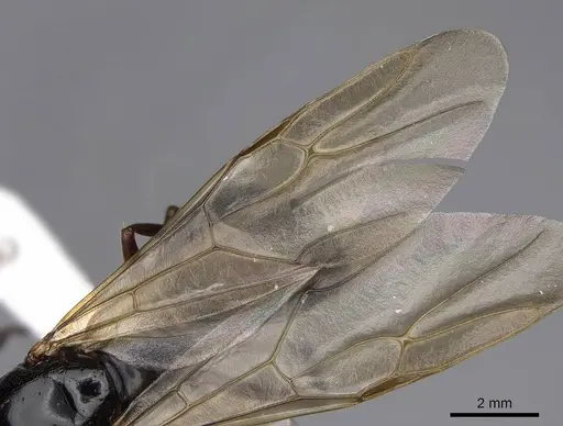 Camponotus maritimus - CASENT0923093