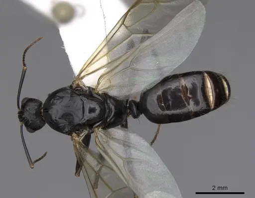 Camponotus maritimus - CASENT0923094