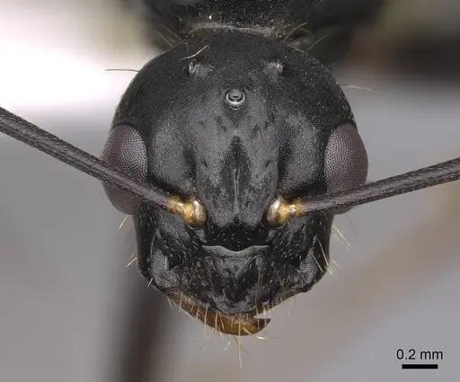 Camponotus maritimus - CASENT0923094