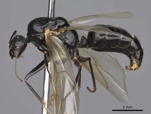 Camponotus maritimus - CASENT0923094