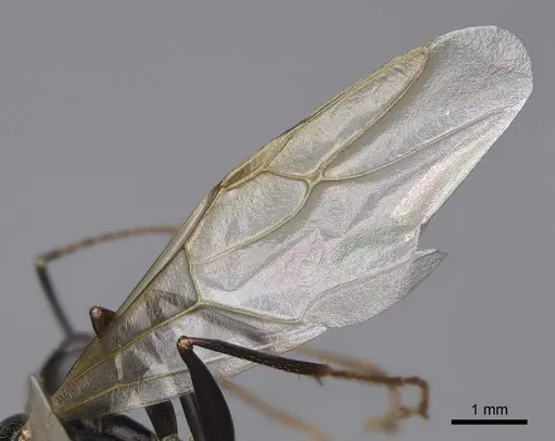 Camponotus maritimus - CASENT0923094